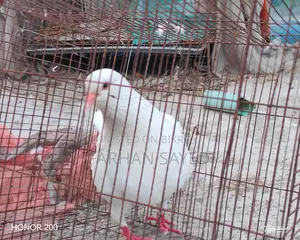 King Size bird
