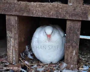 King Size bird