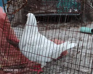 King Size bird