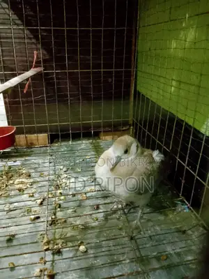 Tamed Dove