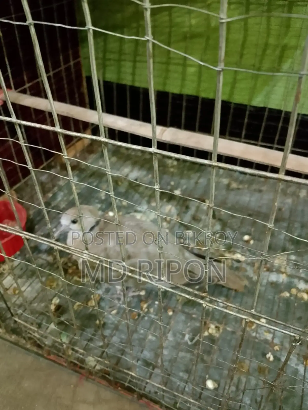 পোষমানানো ঘুঘু পাখি