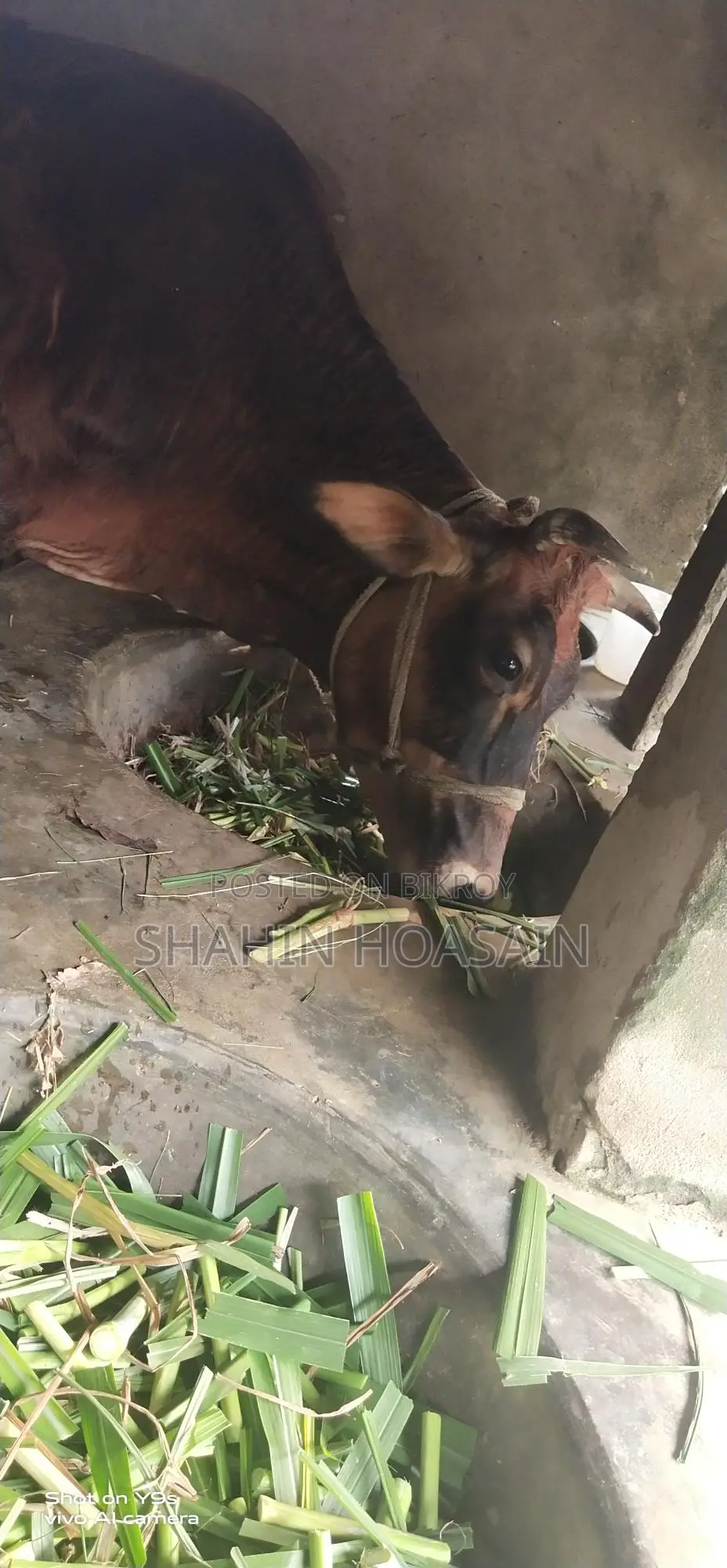 Cow for sale