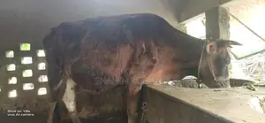 Cow for sale