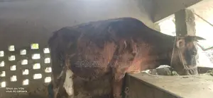 Cow for sale
