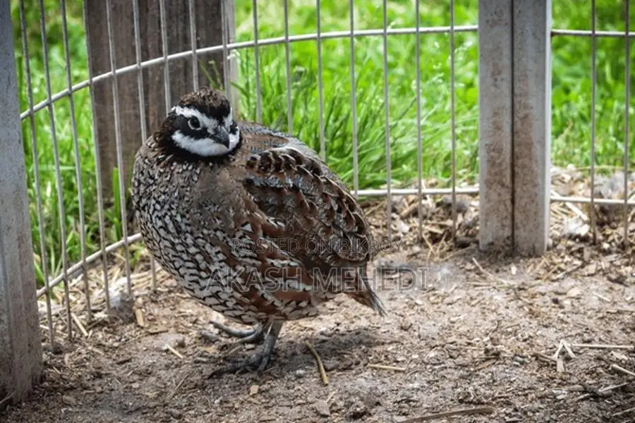 Northern Bobwhite Quail