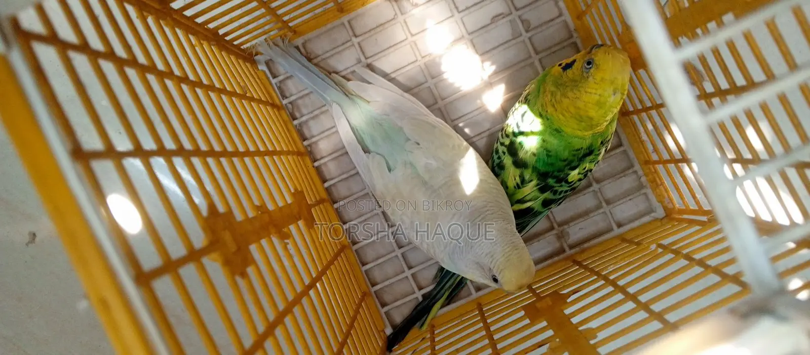 Budgie Full Set