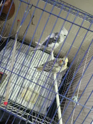 Cockatiel Female Bird