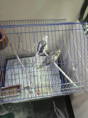 Cockatiel Female Bird