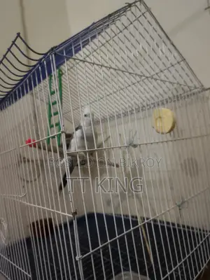 Cockatiel Female Bird