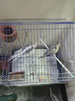 Cockatiel Female Bird