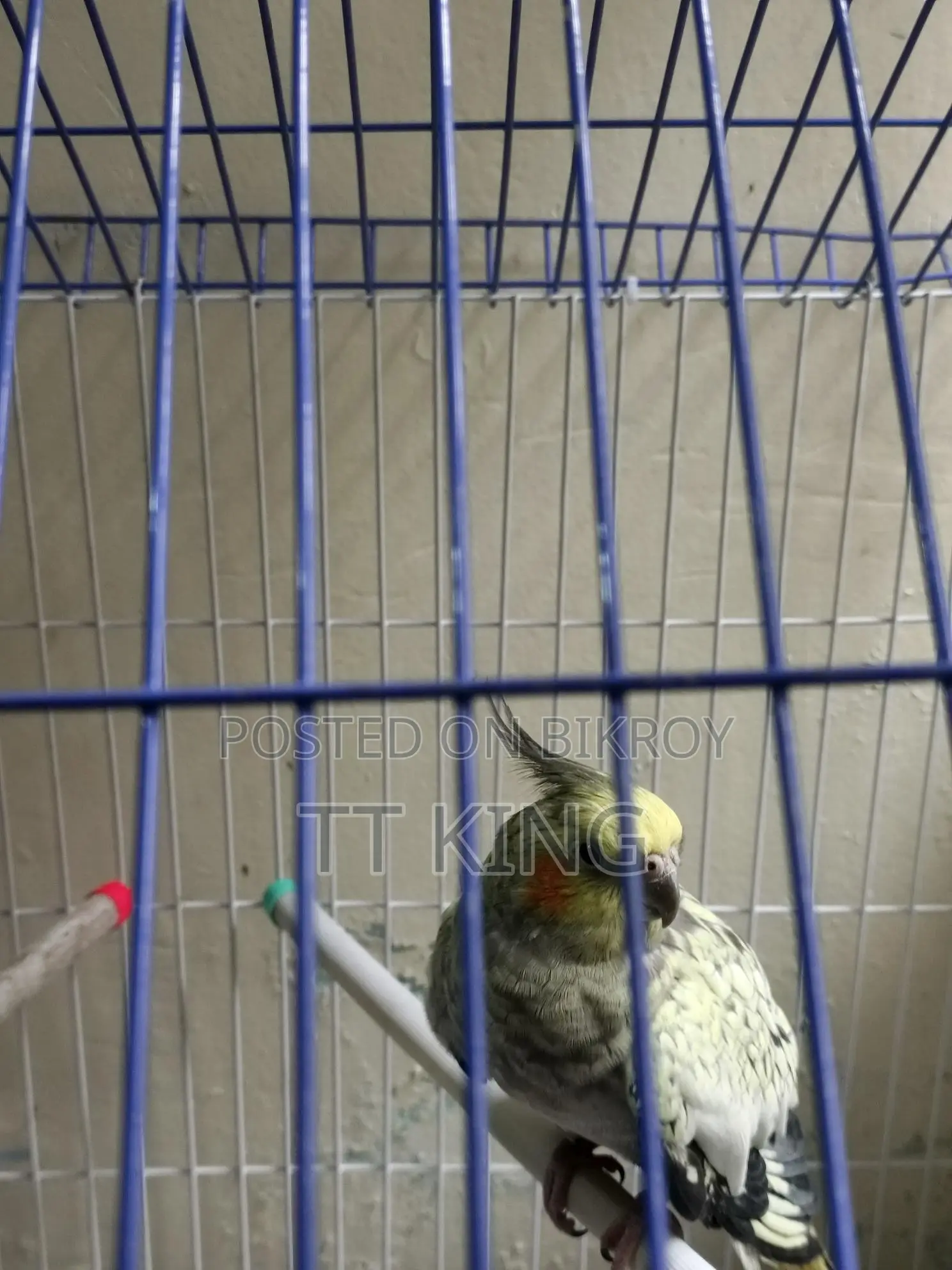 Cockatiel Female Bird