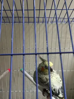 Cockatiel Female Bird