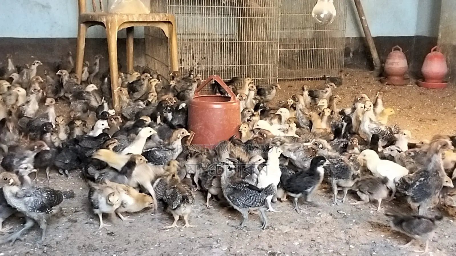 180 pieces original Deshi chicken chicks, 90 Fayoumi