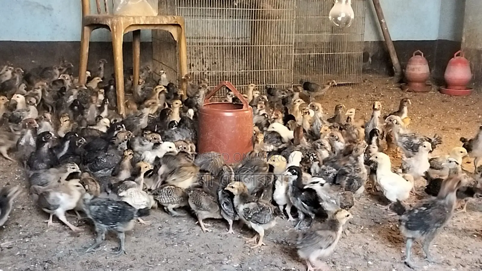 180 pieces original Deshi chicken chicks, 90 Fayoumi