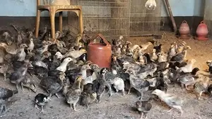 180 pieces original Deshi chicken chicks, 90 Fayoumi