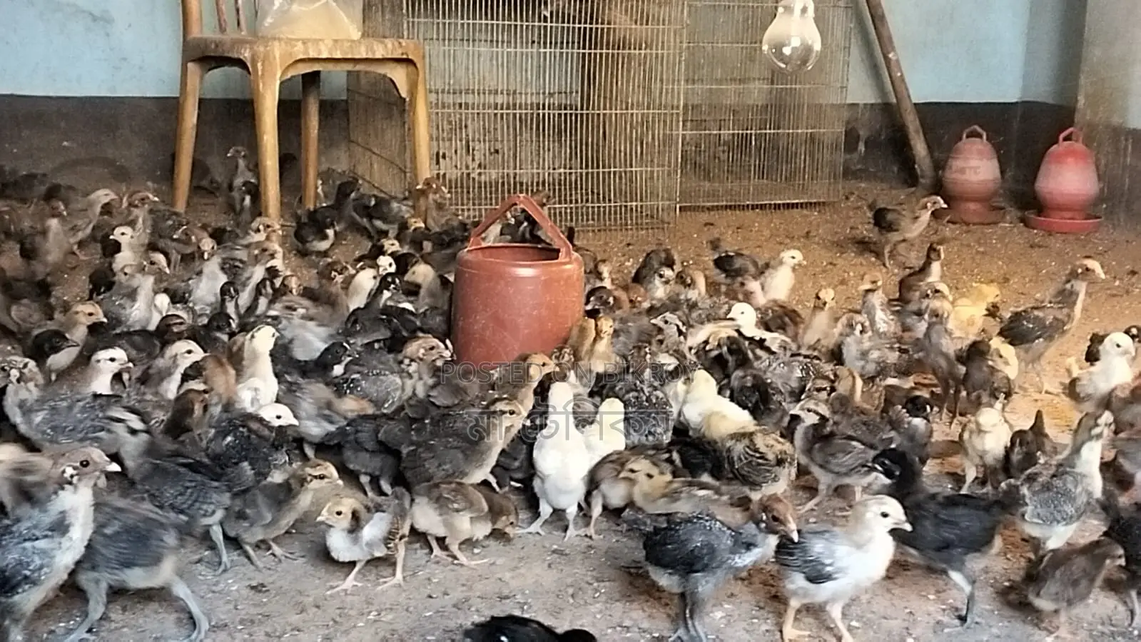 180 pieces original Deshi chicken chicks, 90 Fayoumi