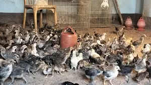 180 pieces original Deshi chicken chicks, 90 Fayoumi