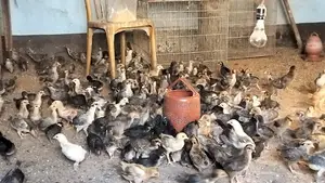 180 pieces original Deshi chicken chicks, 90 Fayoumi