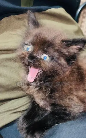 Persian Cat Doll Face