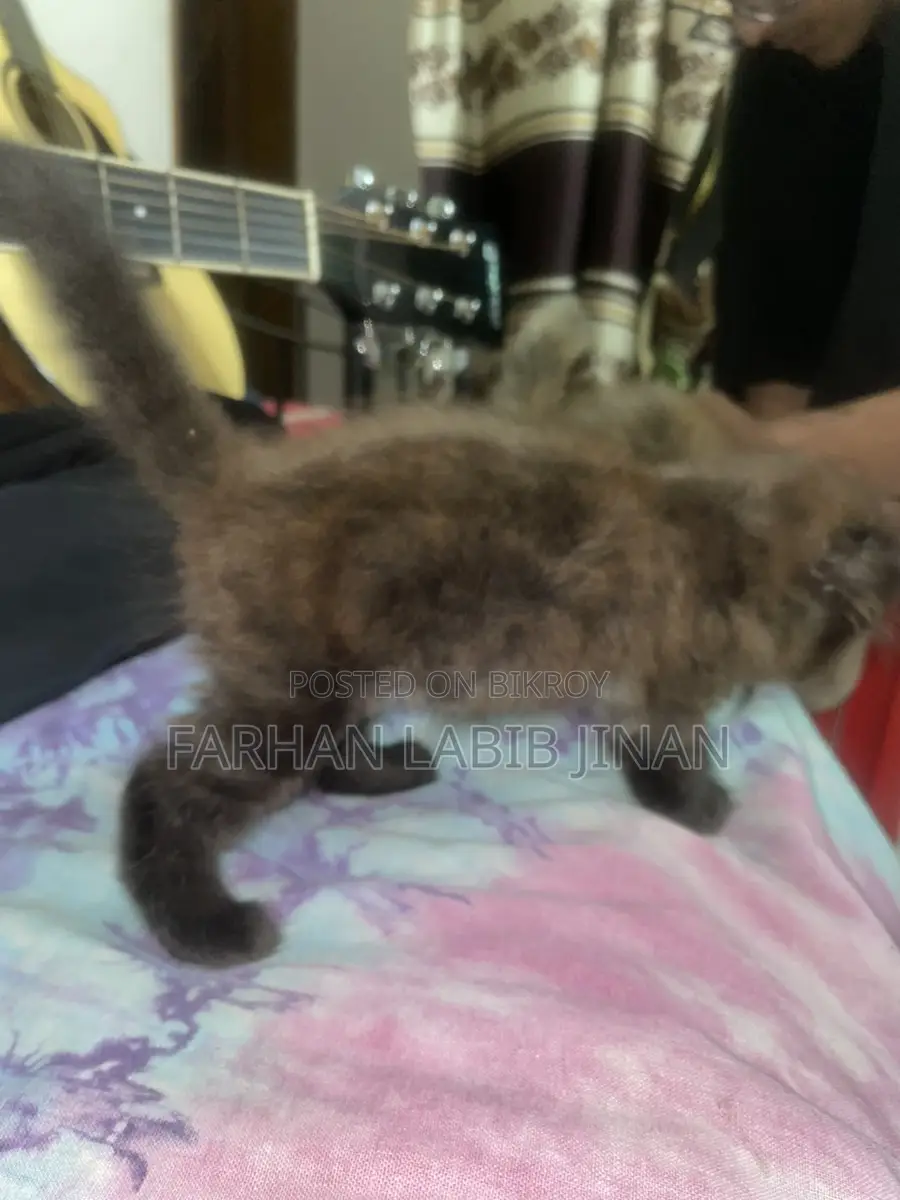 Persian Cat Doll Face
