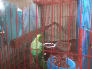 কিছু পাখি বিক্রি করব