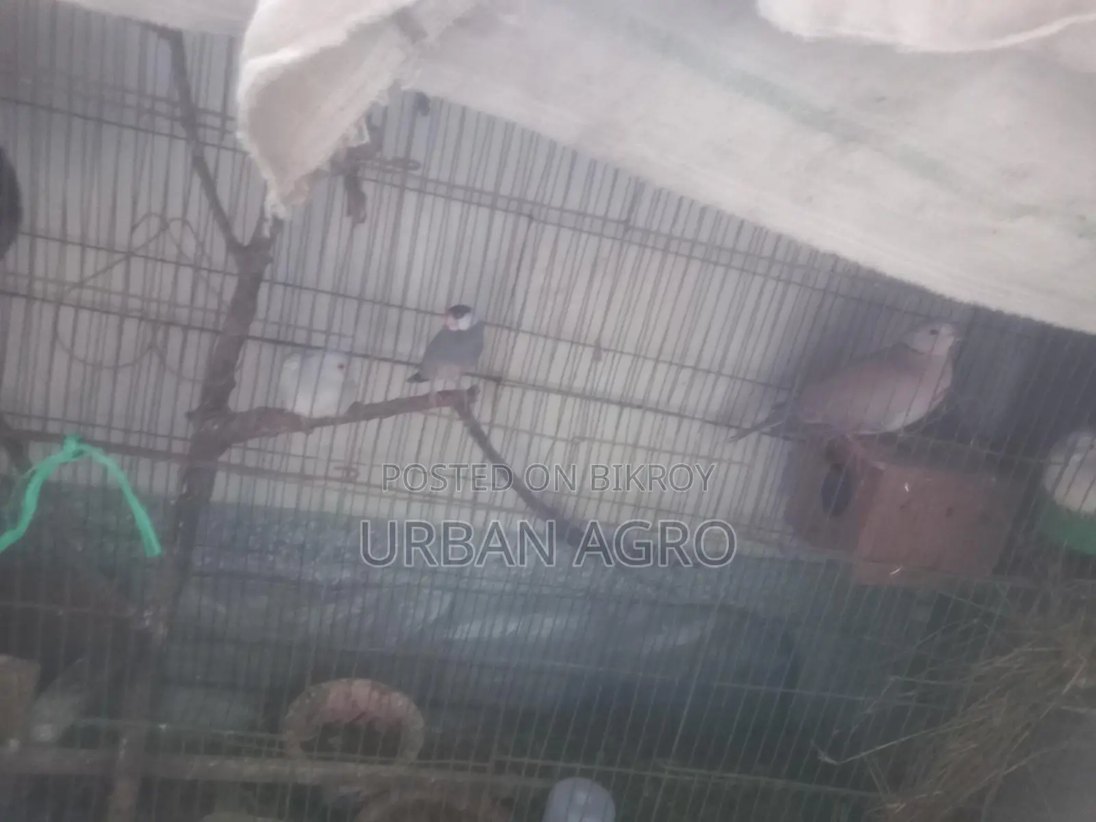 কিছু পাখি বিক্রি করব