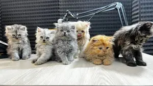 Persian Cat