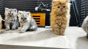 Persian Cat
