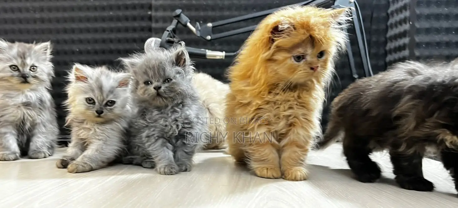 Persian Cat