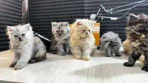 Persian Cat
