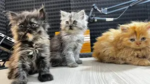 Persian Cat