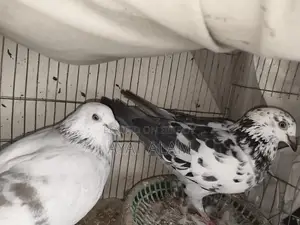 Pigeon Pair