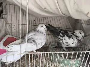 Pigeon Pair