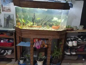 4 Feet Aquarium For Sell with Full Setup...