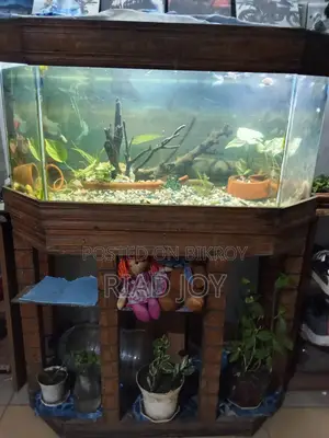 4 Feet Aquarium For Sell with Full Setup...