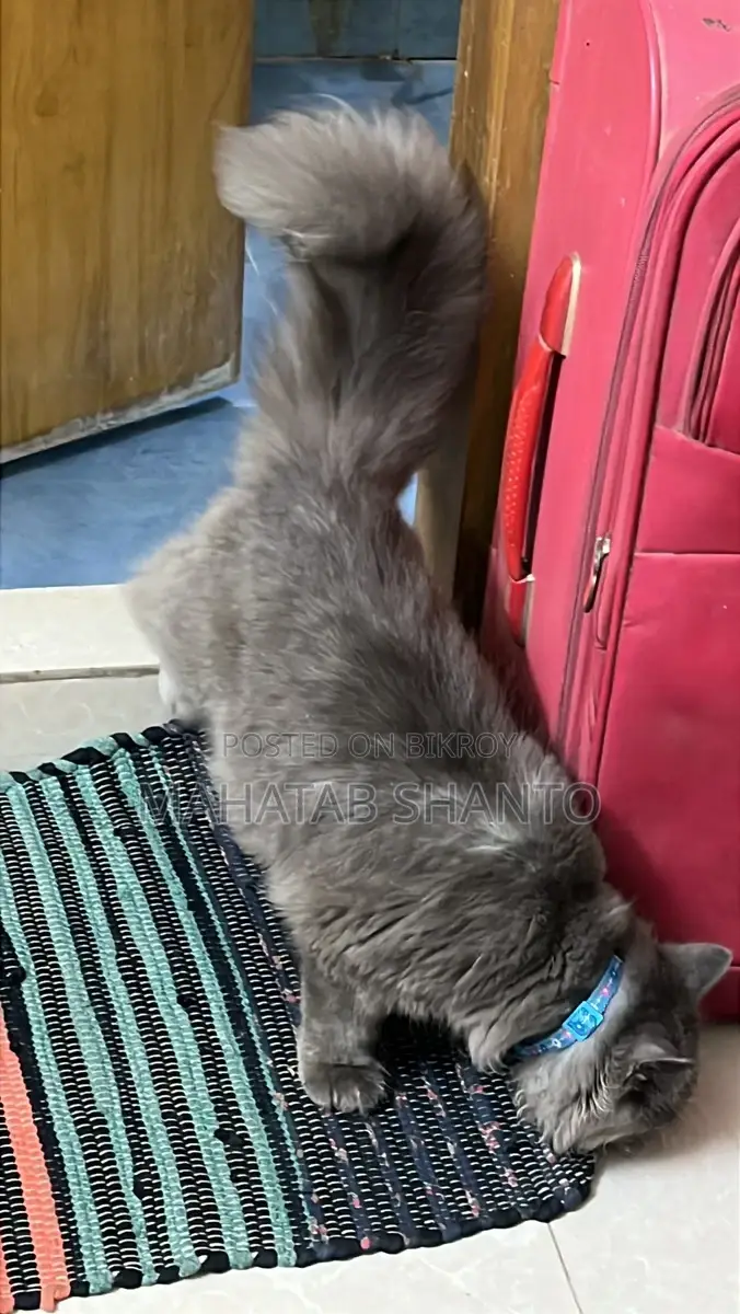 3-6 months Male Purebred Persian