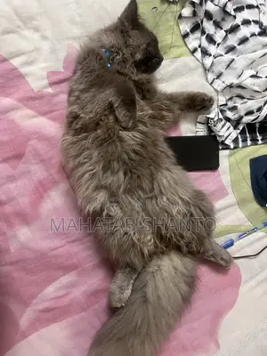 3-6 months Male Purebred Persian