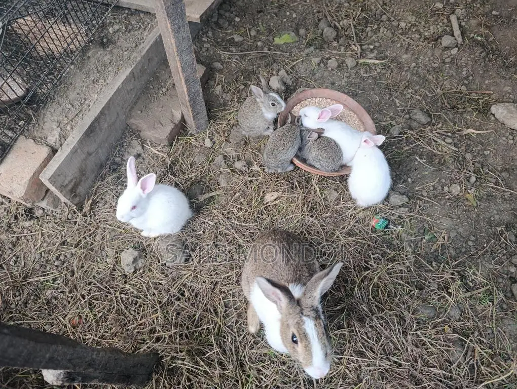Rabbit For Sale