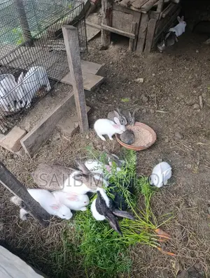 Rabbit For Sale