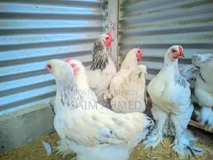 ব্রাহামা মুরগী