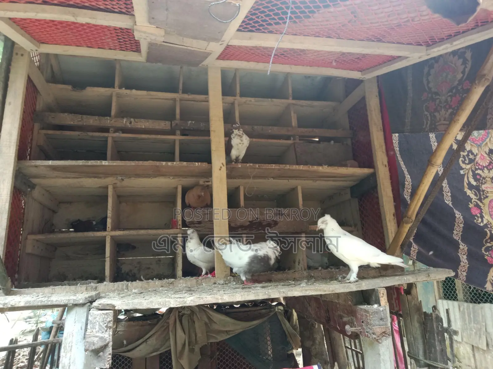 Pigeon coop for sale