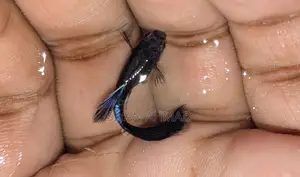 Blue Head Samurai