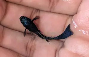 Blue Head Samurai