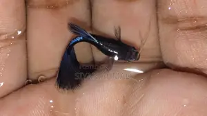 Blue Head Samurai