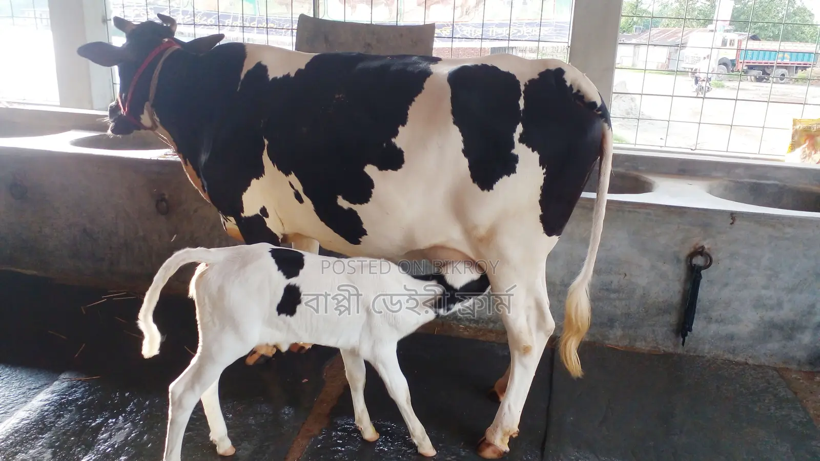 1171 High-Quality Cow for Sale