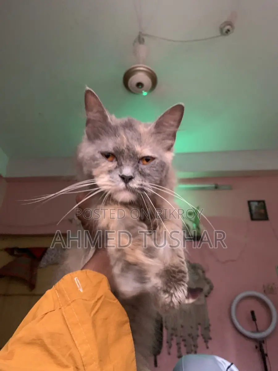 Persian Cat