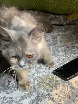 Persian Cat