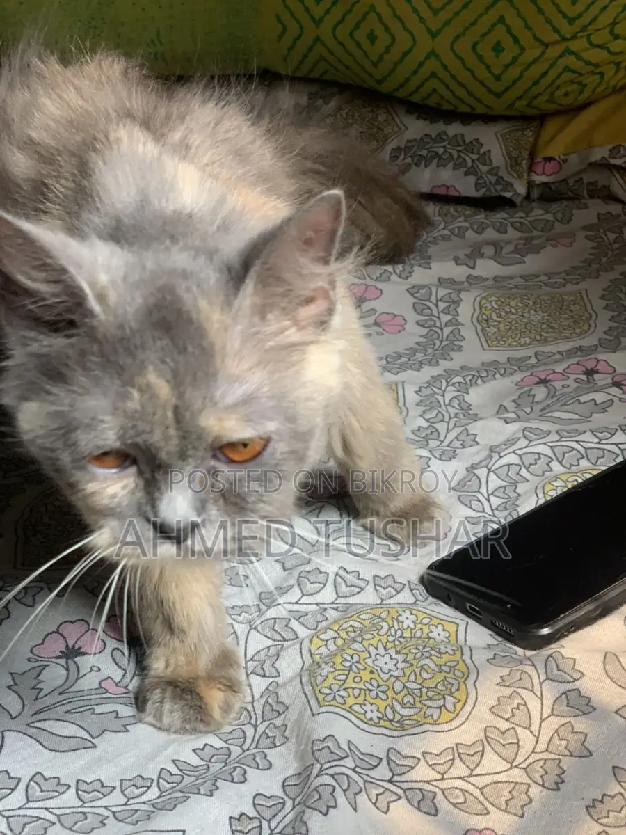 Persian Cat