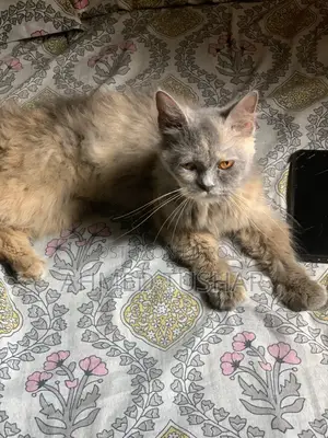 Persian Cat