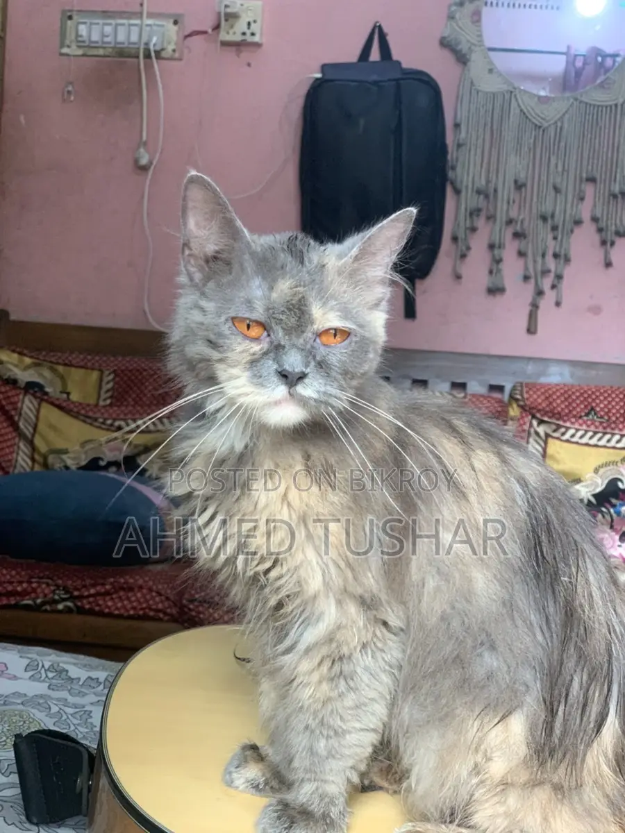 Persian Cat